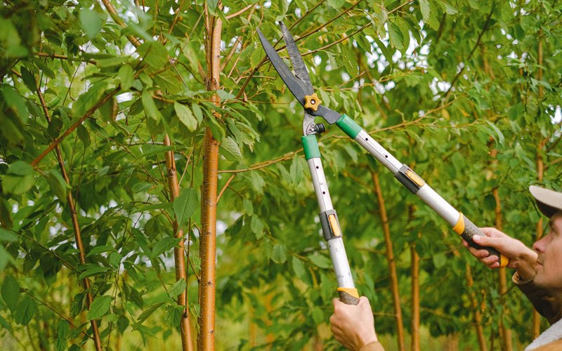 Tree trimming in Purgitsville, WV