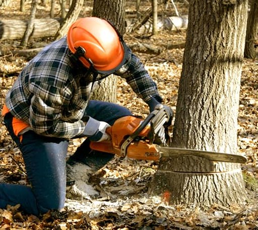 Tree Removal in Purgitsville, WV